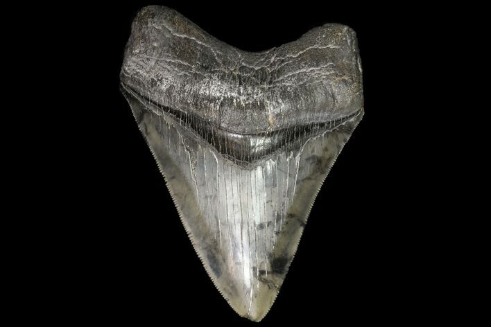 Serrated, Fossil Megalodon Tooth - Georgia #76462